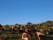 USA-New Mexico-New Mexico Cowboy Week